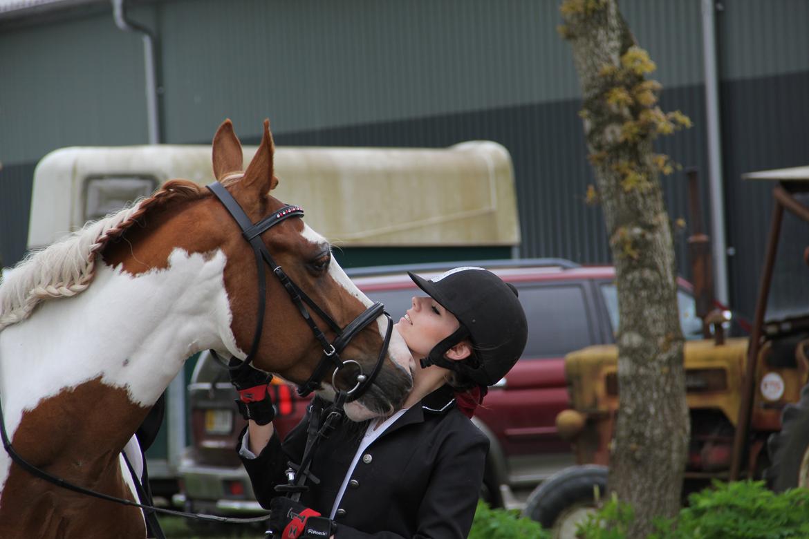 Pinto Elmegårdens Brilliant  billede 1
