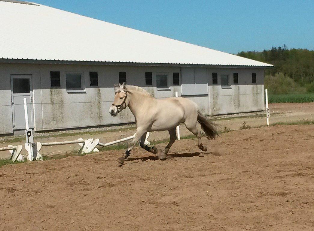 Fjordhest Højgaards Hjalte - Løs på banen, 23.05.15 billede 3
