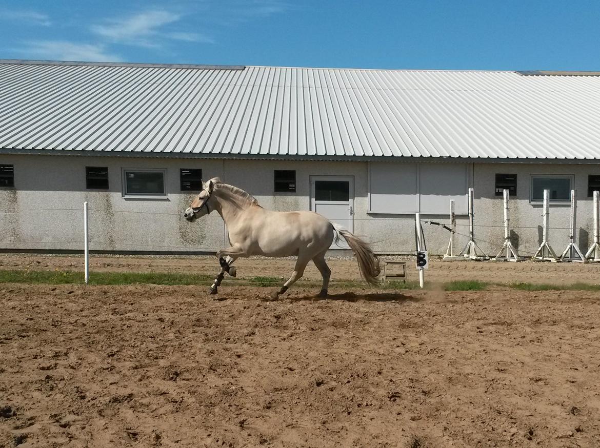 Fjordhest Højgaards Hjalte - Løs på banen 23.05.15 billede 18