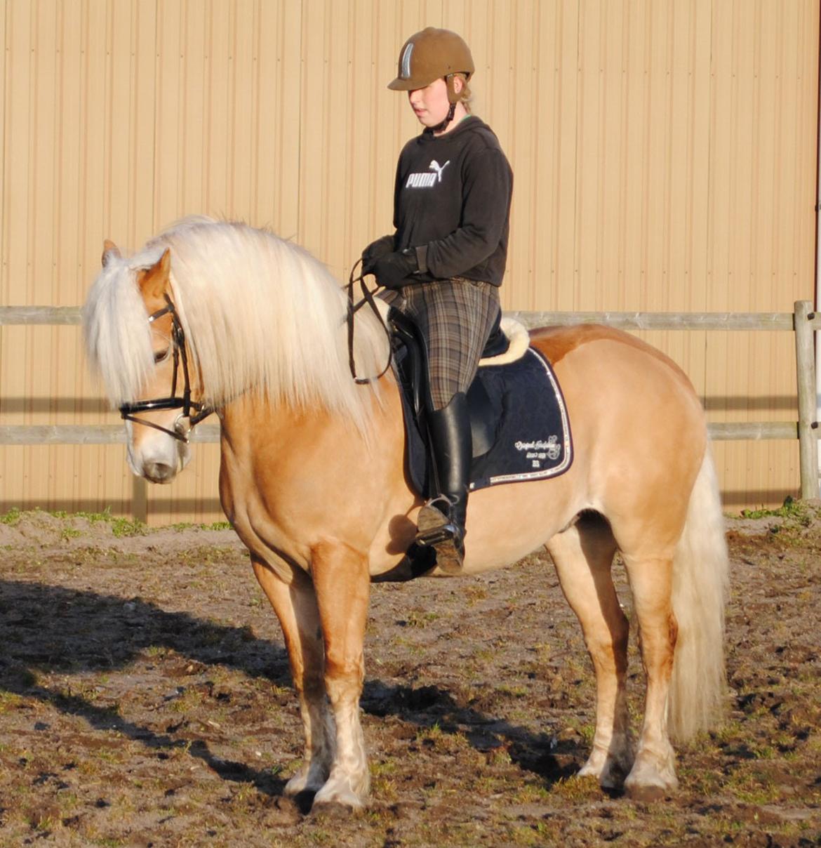 Haflinger Nyrups stjerne. (Walle) billede 13