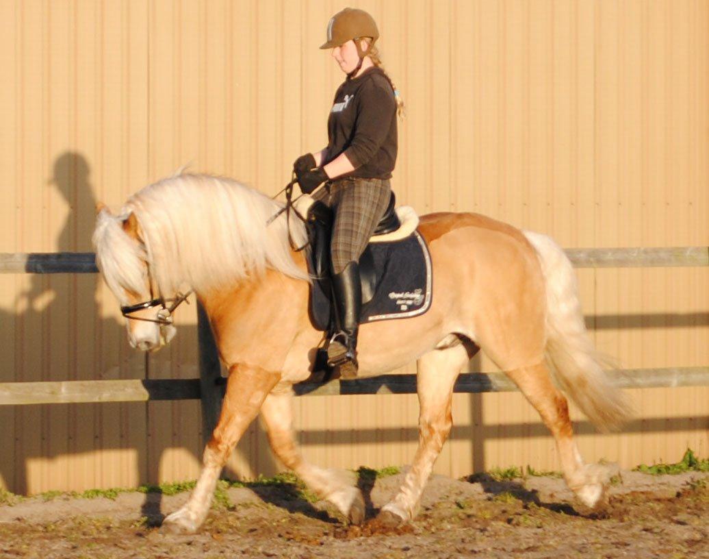 Haflinger Nyrups stjerne. (Walle) billede 14