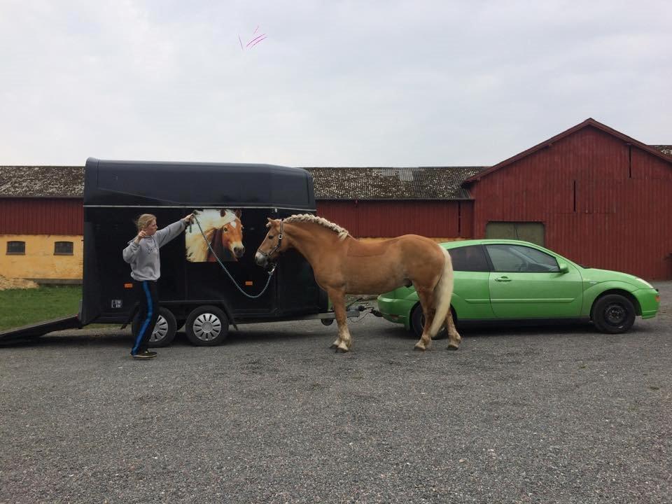 Haflinger Nyrups stjerne. (Walle) billede 15