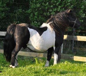 Shetlænder Heros Tranegilde  billede 5