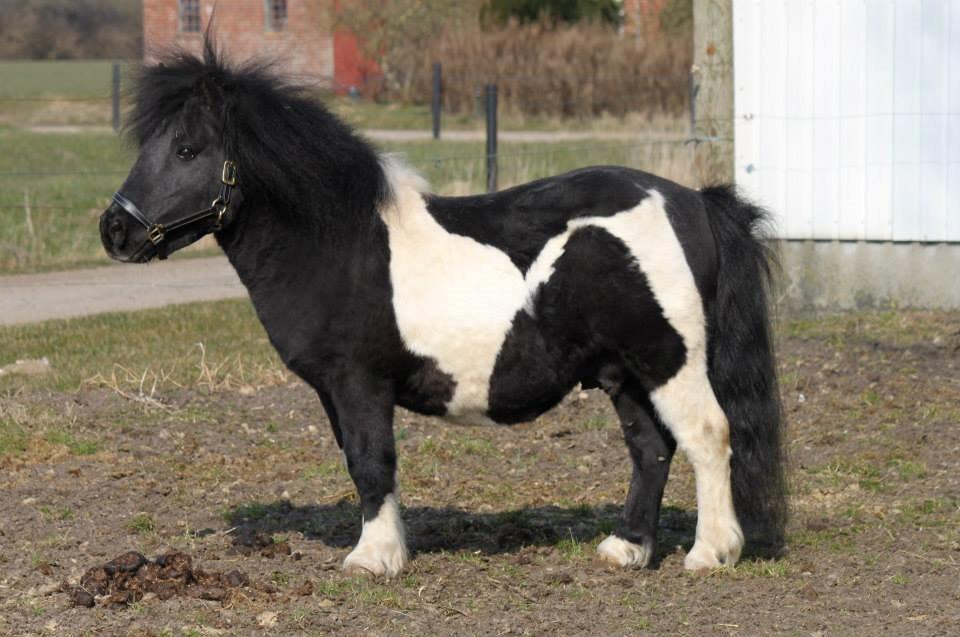 Shetlænder Heros Tranegilde  billede 8