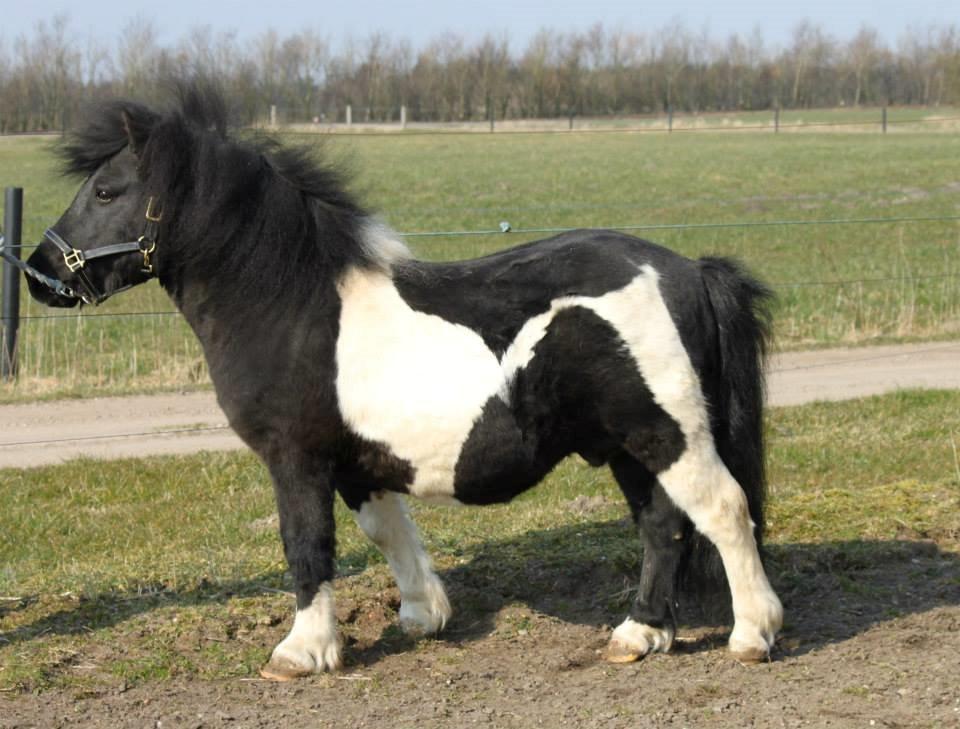 Shetlænder Heros Tranegilde  billede 9