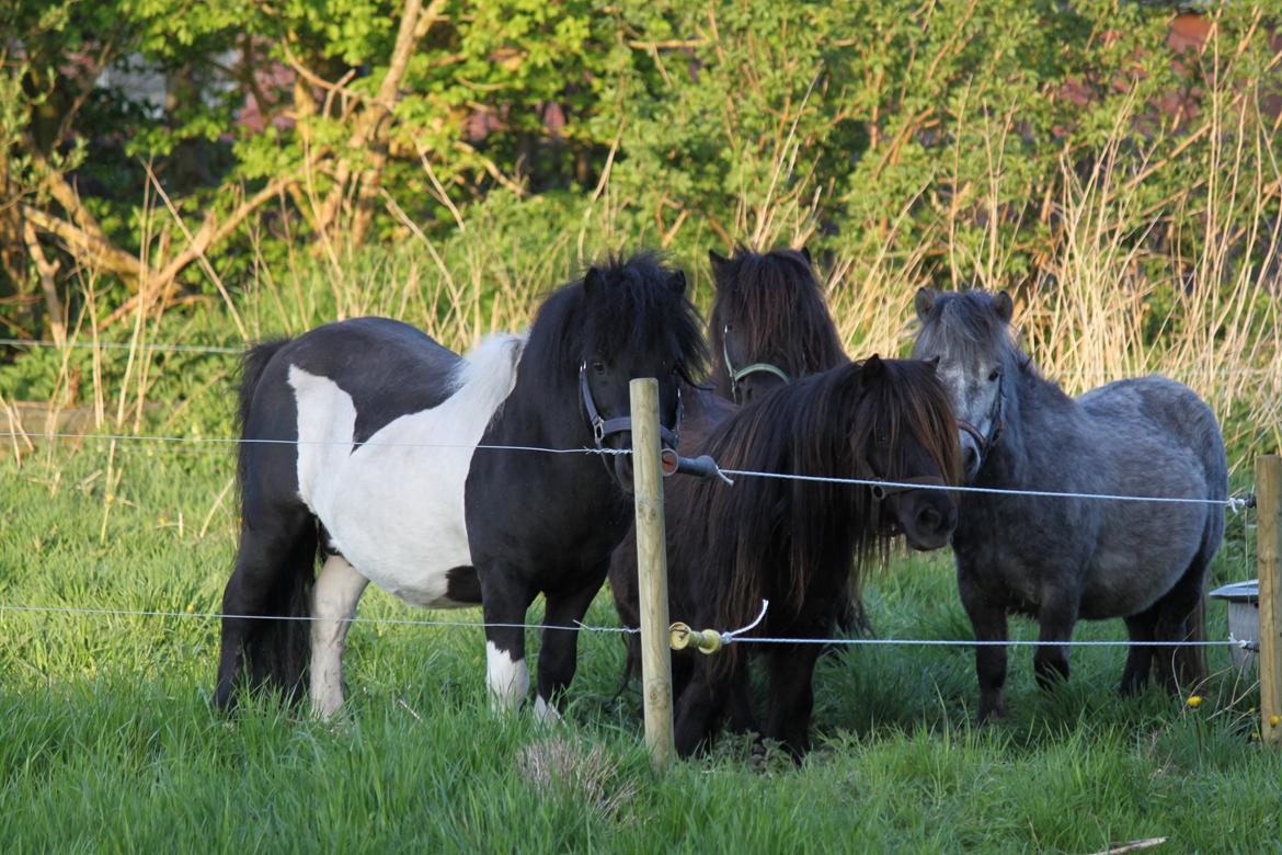 Shetlænder Heros Tranegilde  billede 15