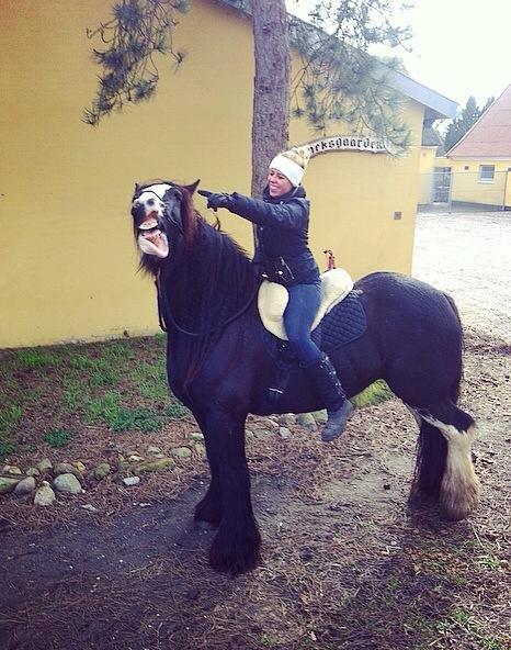 Irish Cob Lady Giga Of Ireland billede 50