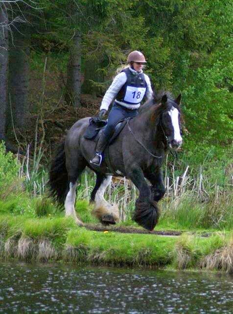 Irish Cob Lady Giga Of Ireland billede 37