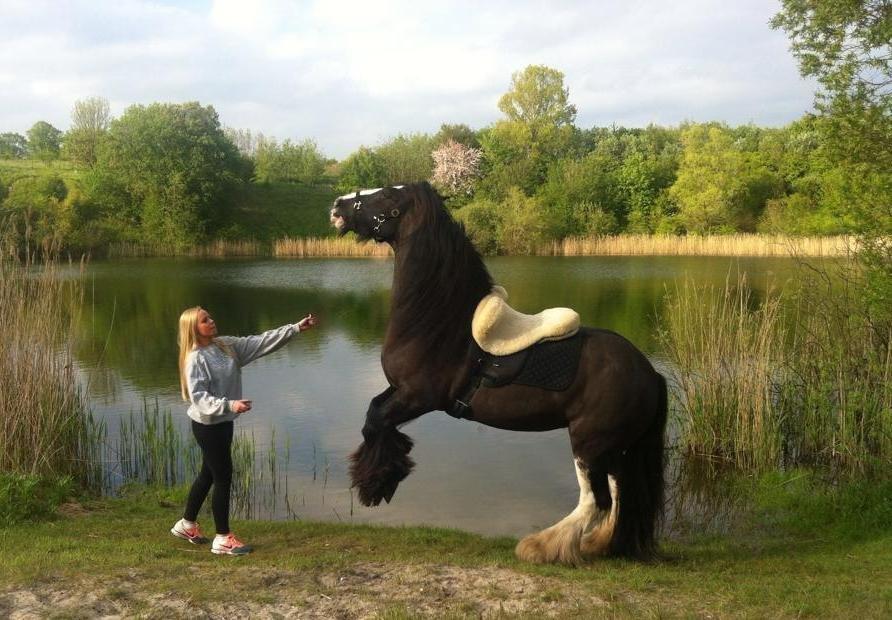 Irish Cob Lady Giga Of Ireland billede 41