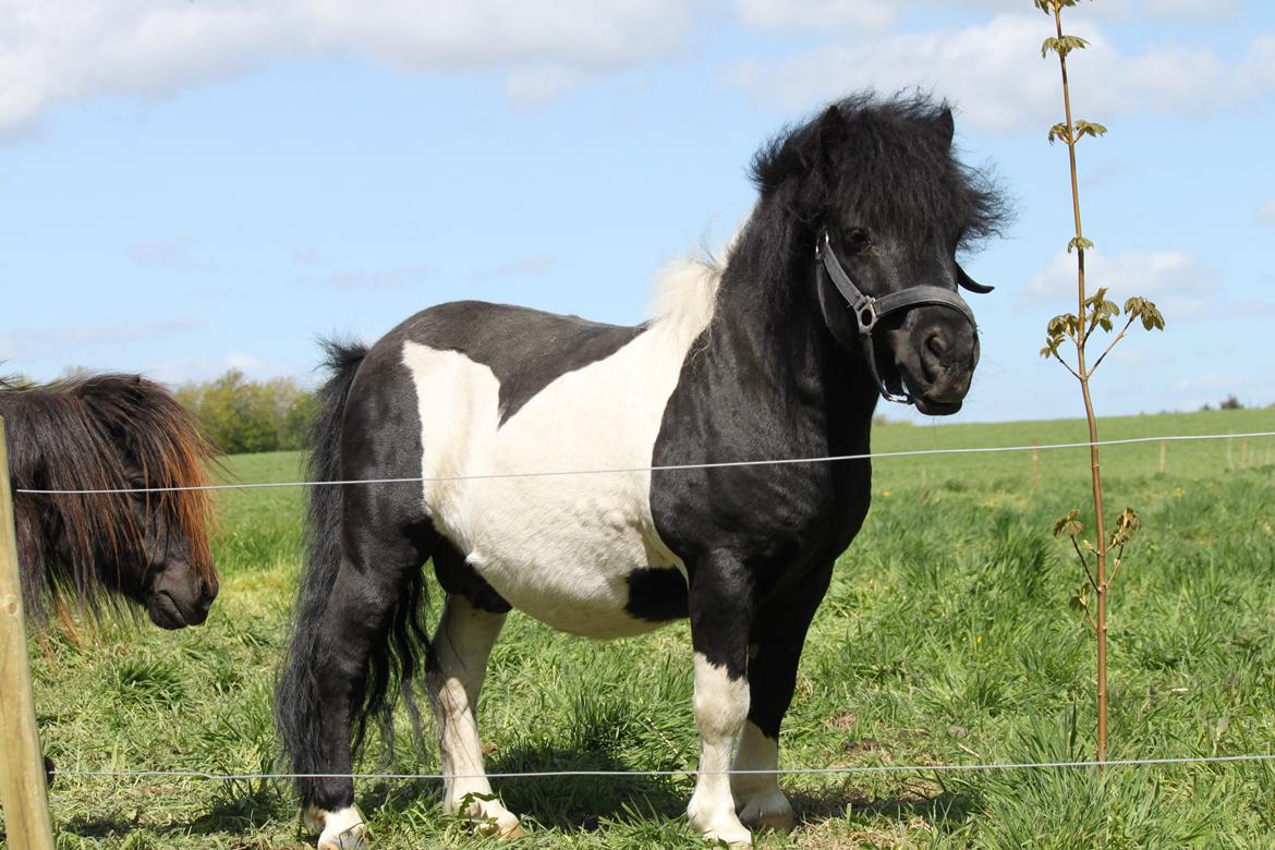 Shetlænder Heros Tranegilde  billede 18