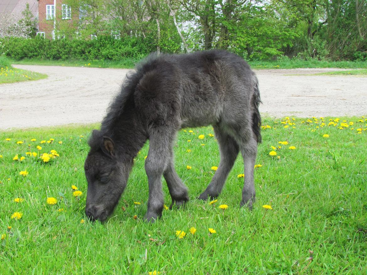 Shetlænder Rubinkes Amigo  billede 1