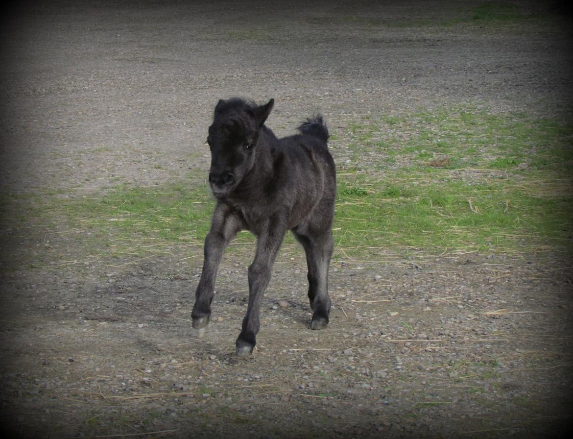 Shetlænder Rubinkes Amigo  billede 3