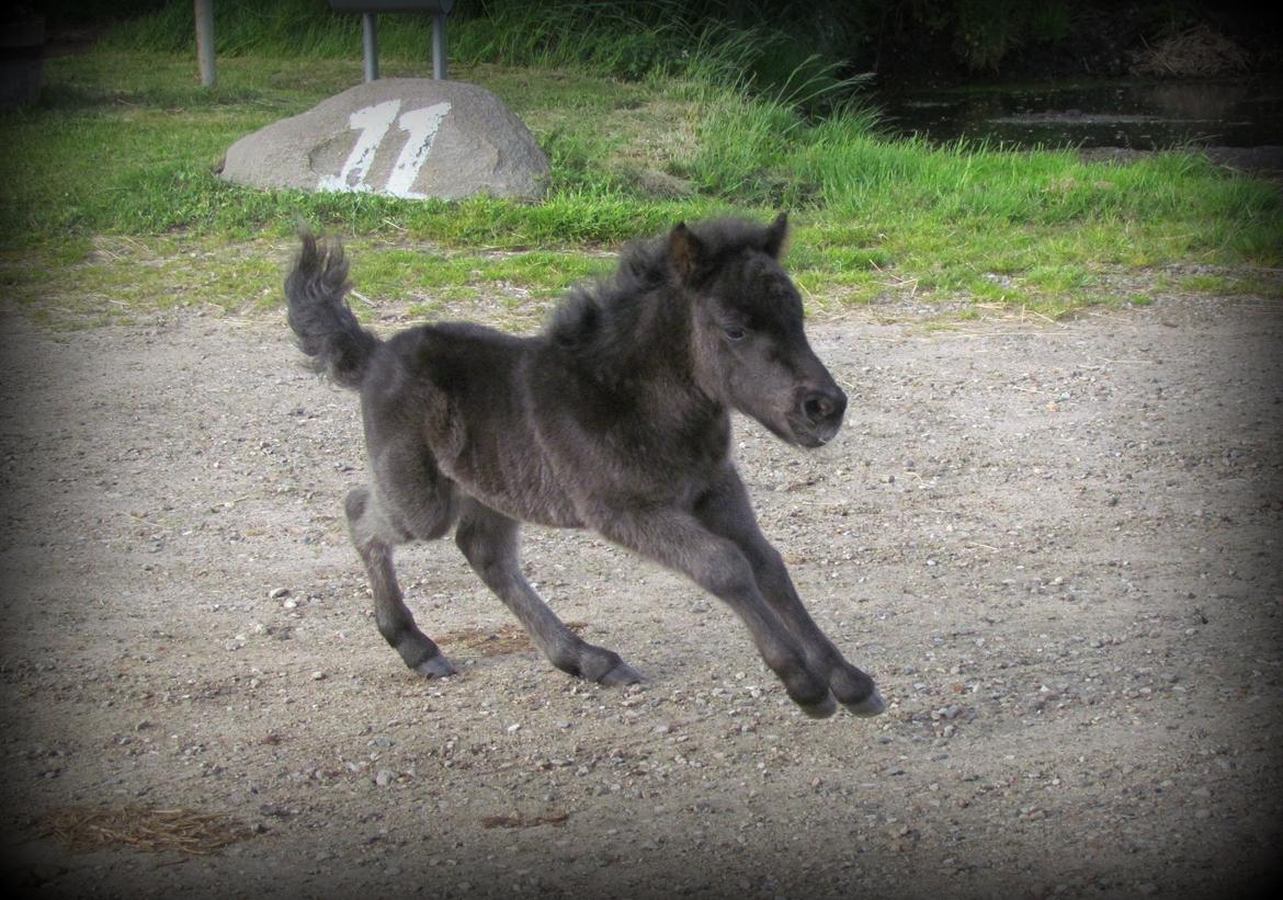 Shetlænder Rubinkes Amigo  billede 4