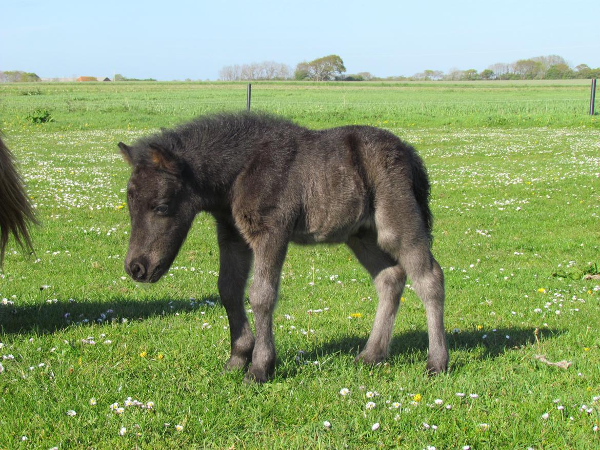 Shetlænder Rubinkes Amigo  billede 8