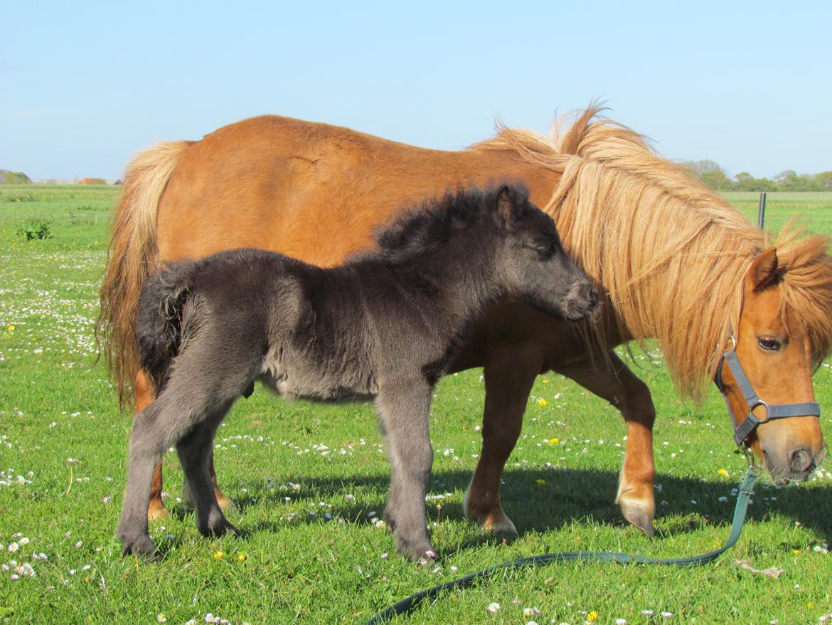 Shetlænder Rubinkes Amigo  billede 9