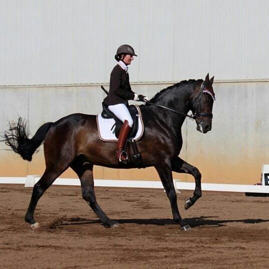 Dansk Varmblod Sandro - Jyskride uge 2014  billede 2