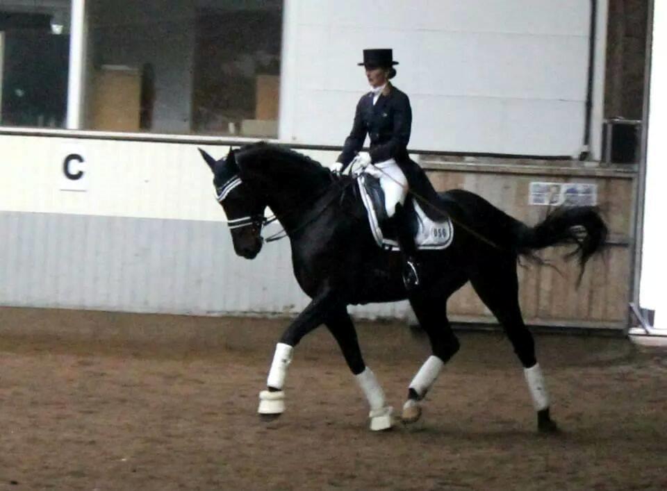 Dansk Varmblod Sandro - MA med Anita Skovmøller  billede 3