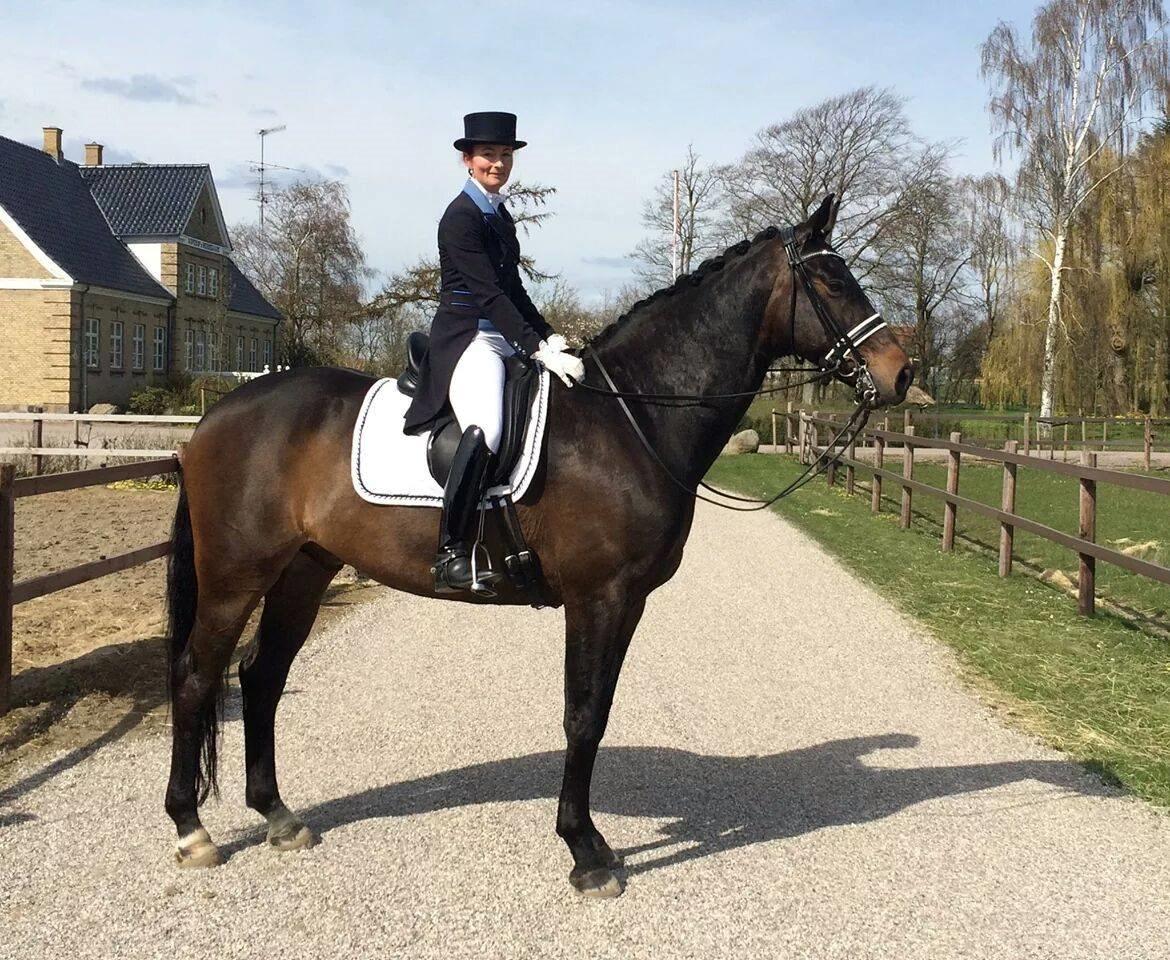 Dansk Varmblod Sandro - Anita skovmøller  billede 5