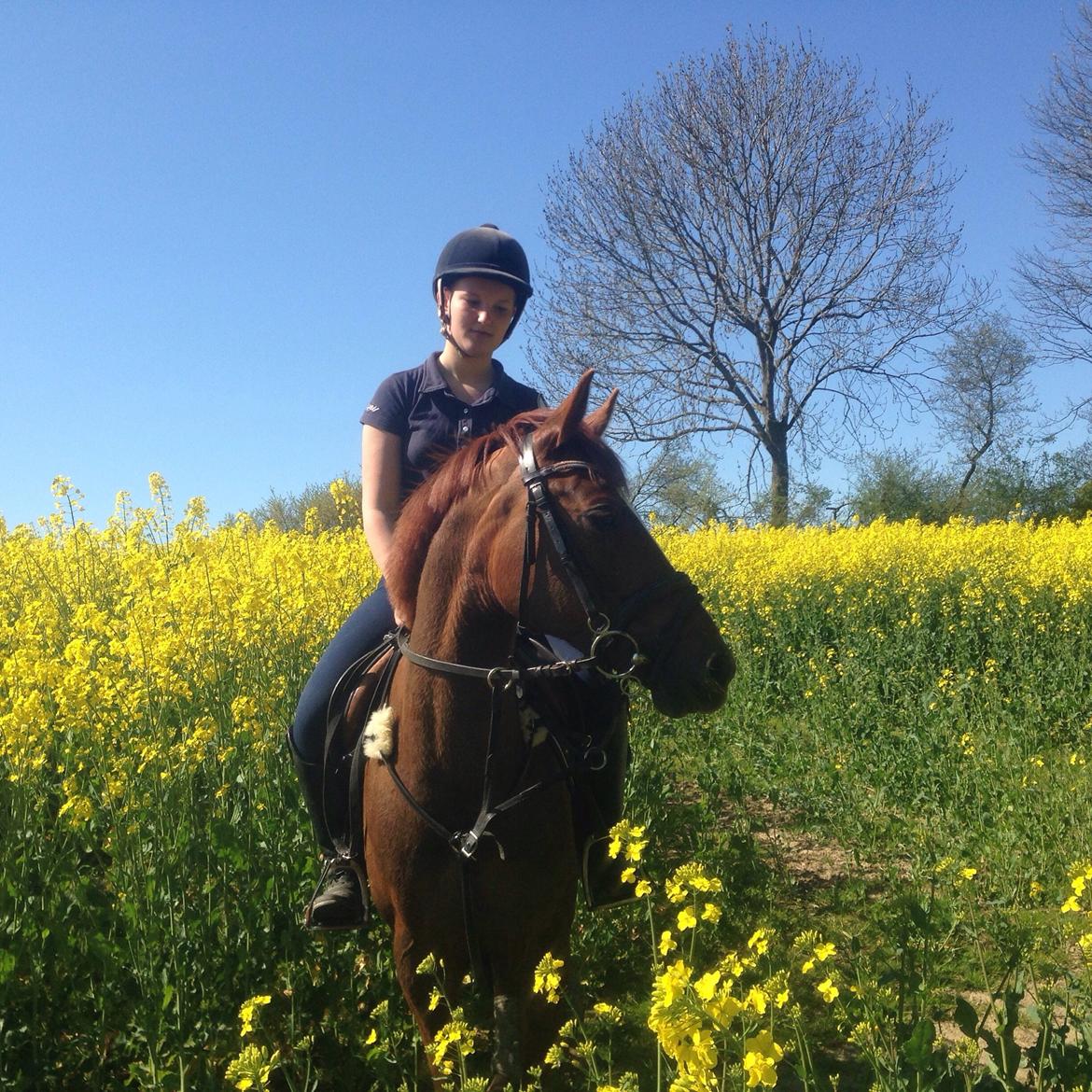 Anden særlig race Broderigårdens Wendy billede 2