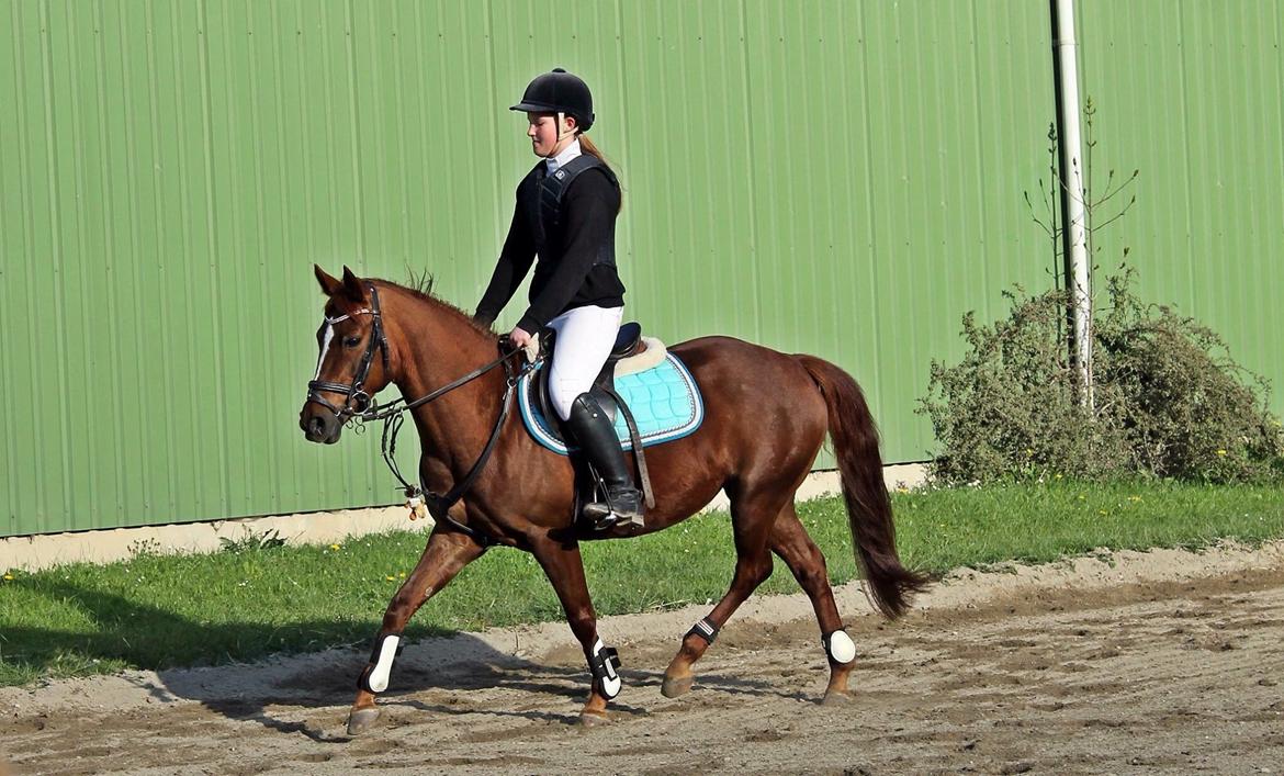 Anden særlig race Broderigårdens Wendy billede 10