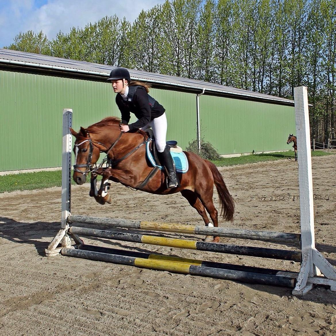 Anden særlig race Broderigårdens Wendy billede 13