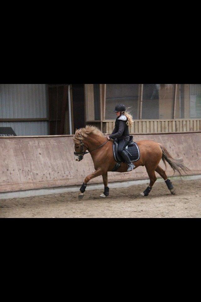 New Forest ADORER ARCHIBAL billede 2