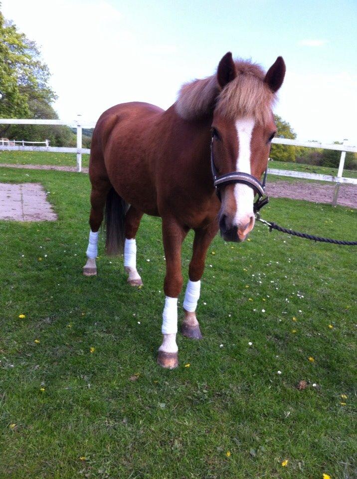 New Forest ADORER ARCHIBAL billede 5