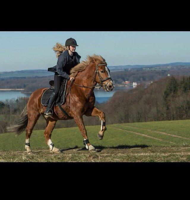 New Forest ADORER ARCHIBAL billede 7