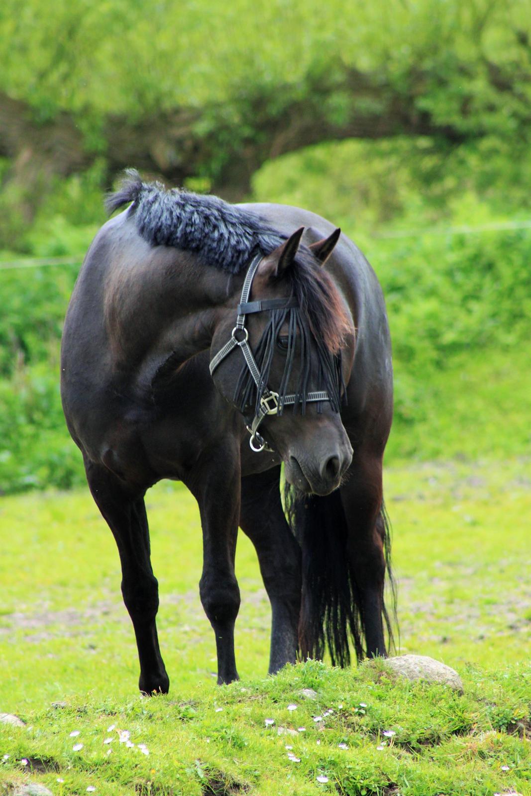 New Forest Hallinds Kaiser billede 17