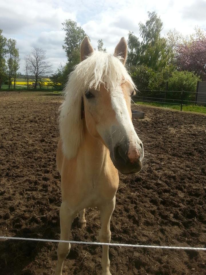 Haflinger Hellia billede 7