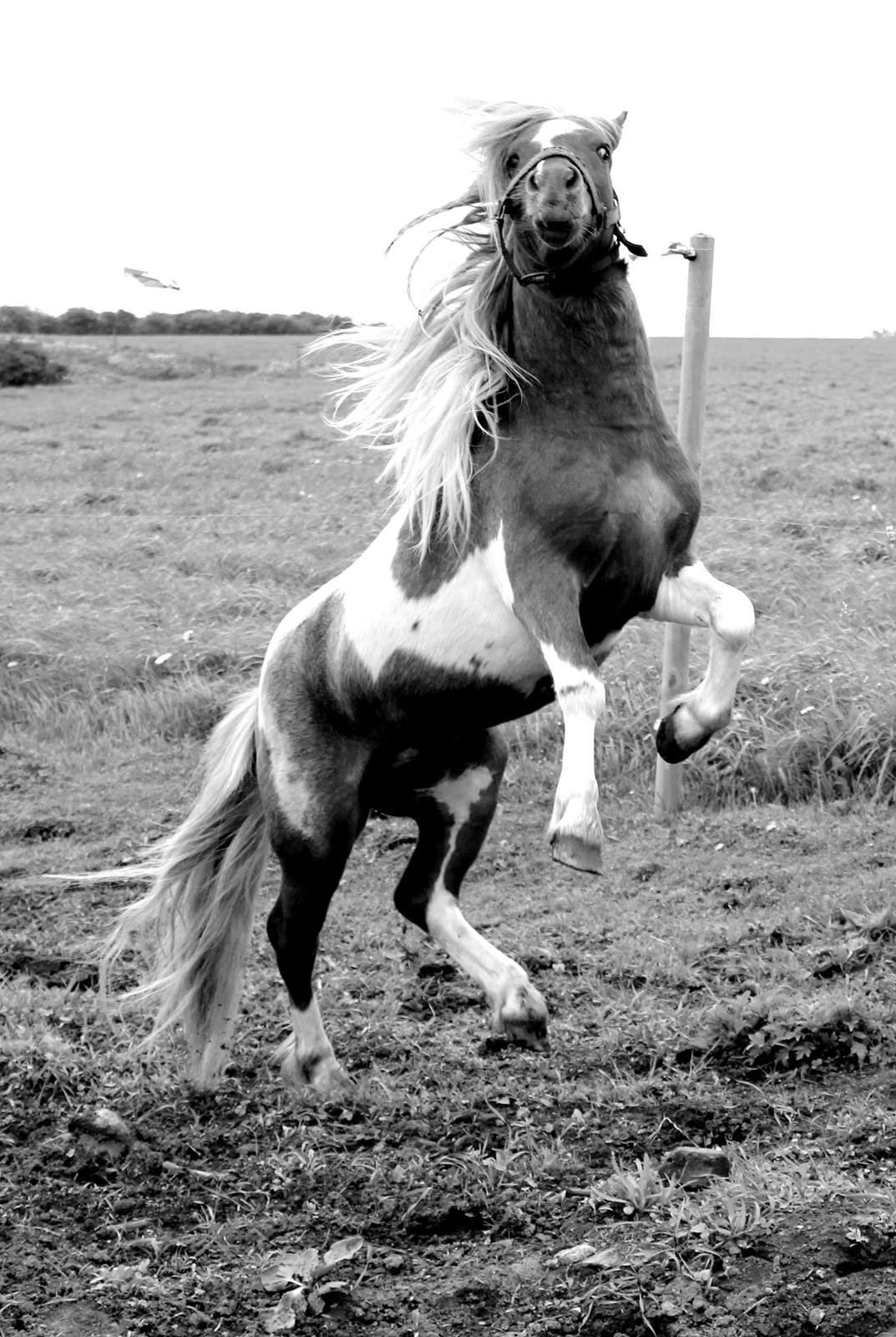 Shetlænder surprice billede 2