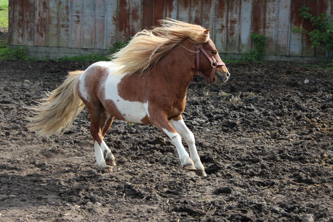 Shetlænder surprice billede 3