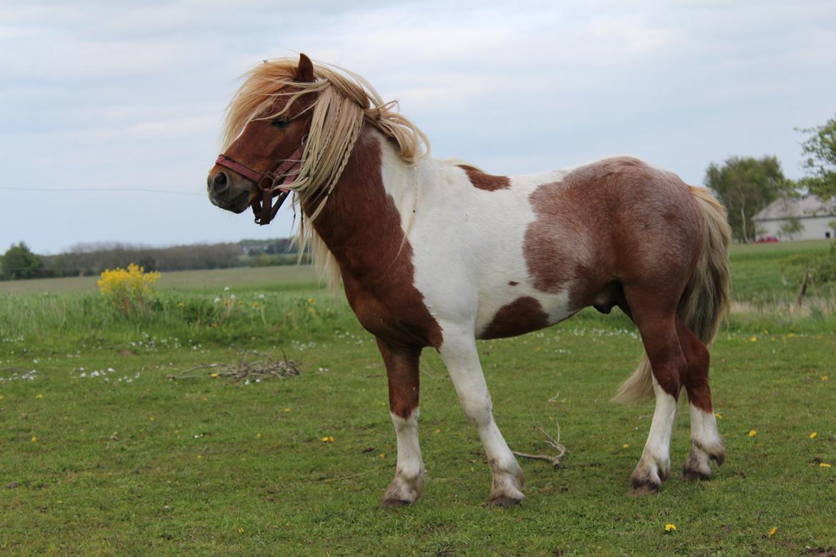 Shetlænder surprice billede 5