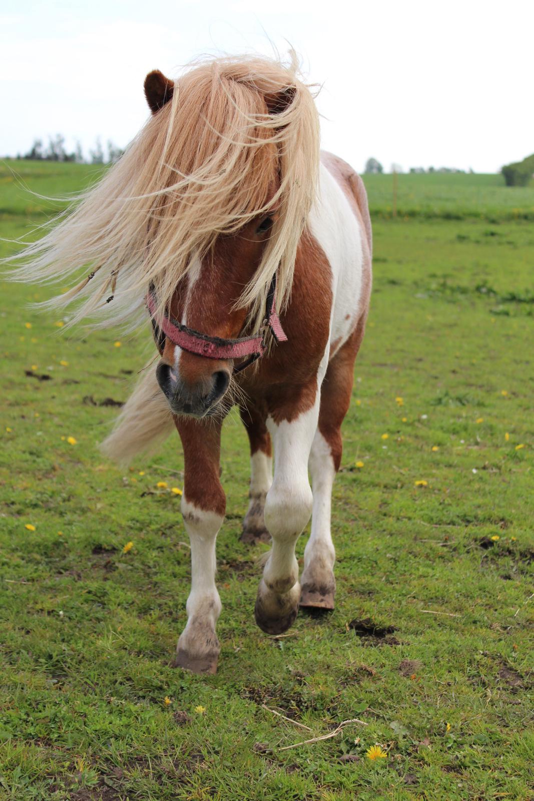 Shetlænder surprice billede 4