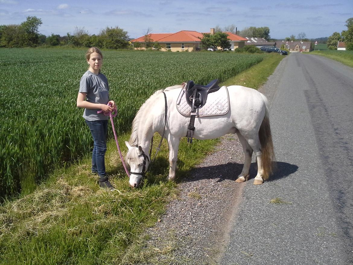 Welsh Mountain (sec A) Mariks Peredur - Maj 2015 billede 20
