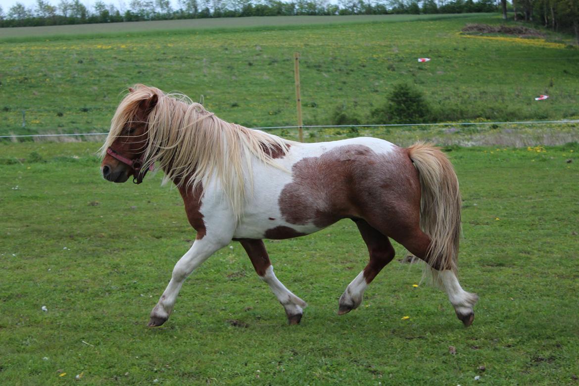 Shetlænder surprice billede 8