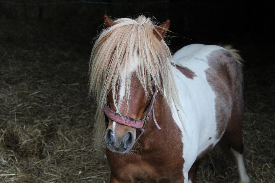 Shetlænder surprice billede 12