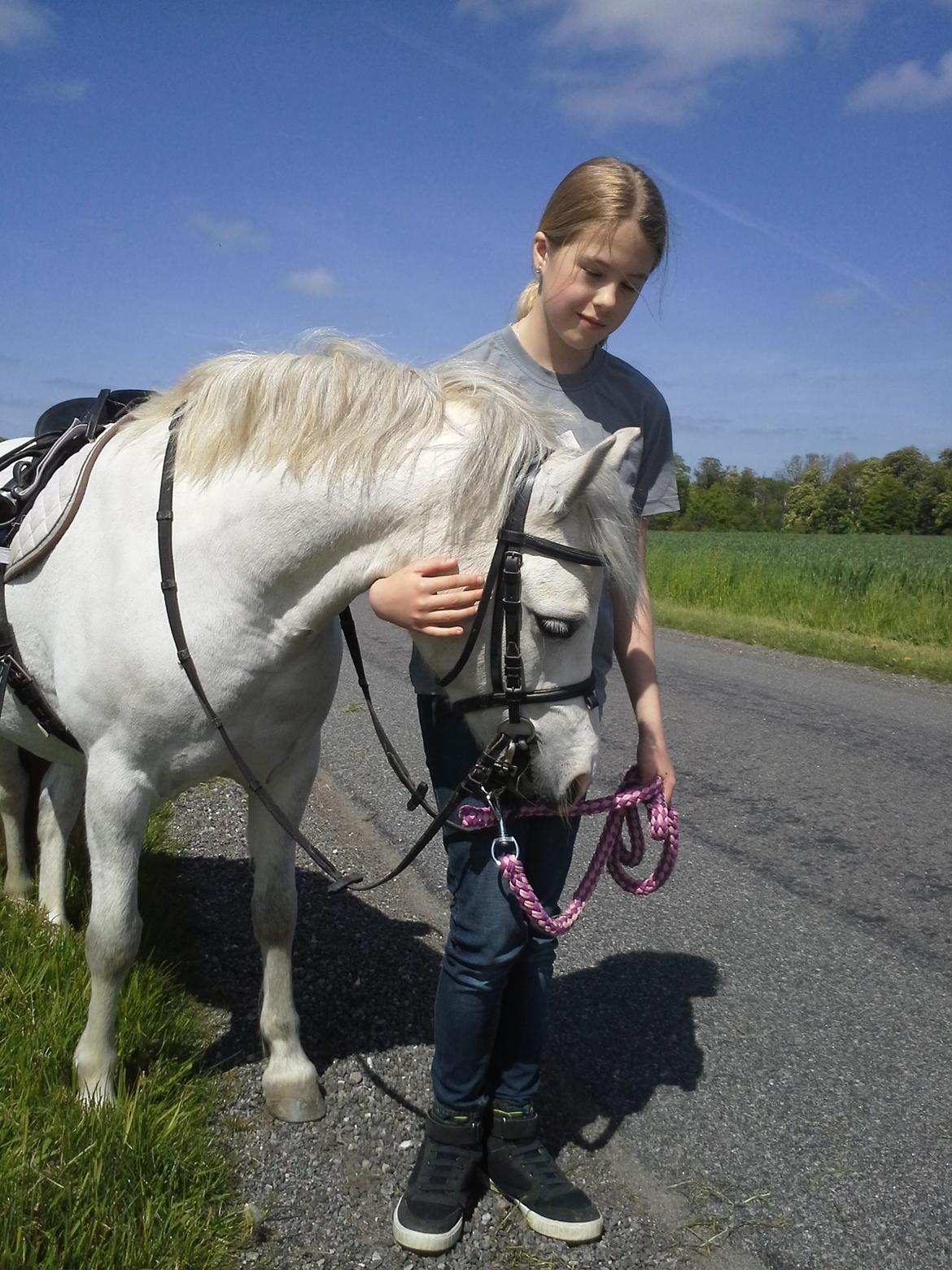Welsh Mountain (sec A) Mariks Peredur - Maj 2015 billede 18