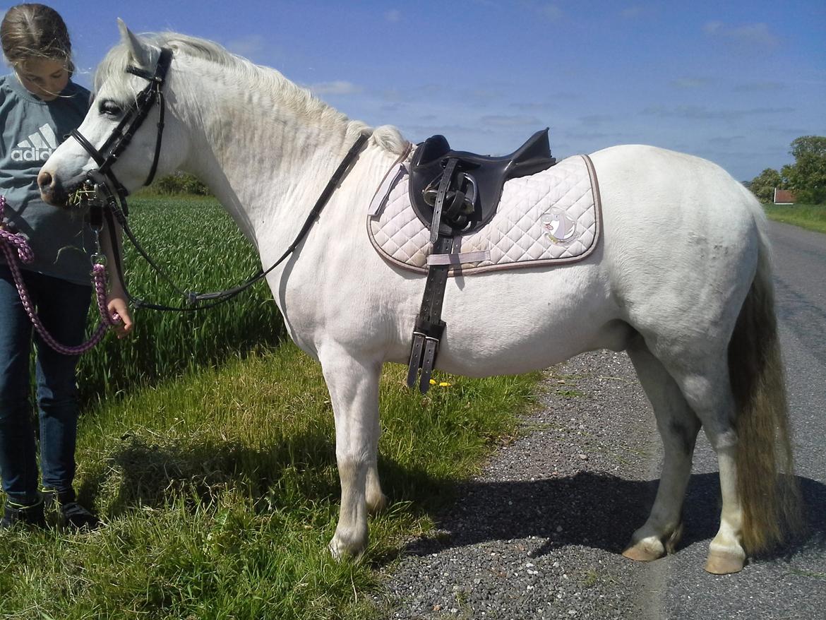 Welsh Mountain (sec A) Mariks Peredur - Maj 2015 billede 19