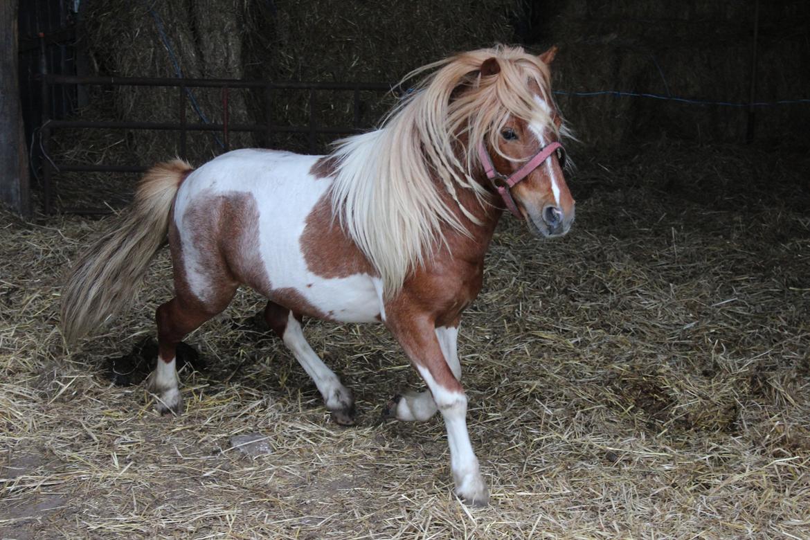 Shetlænder surprice billede 16