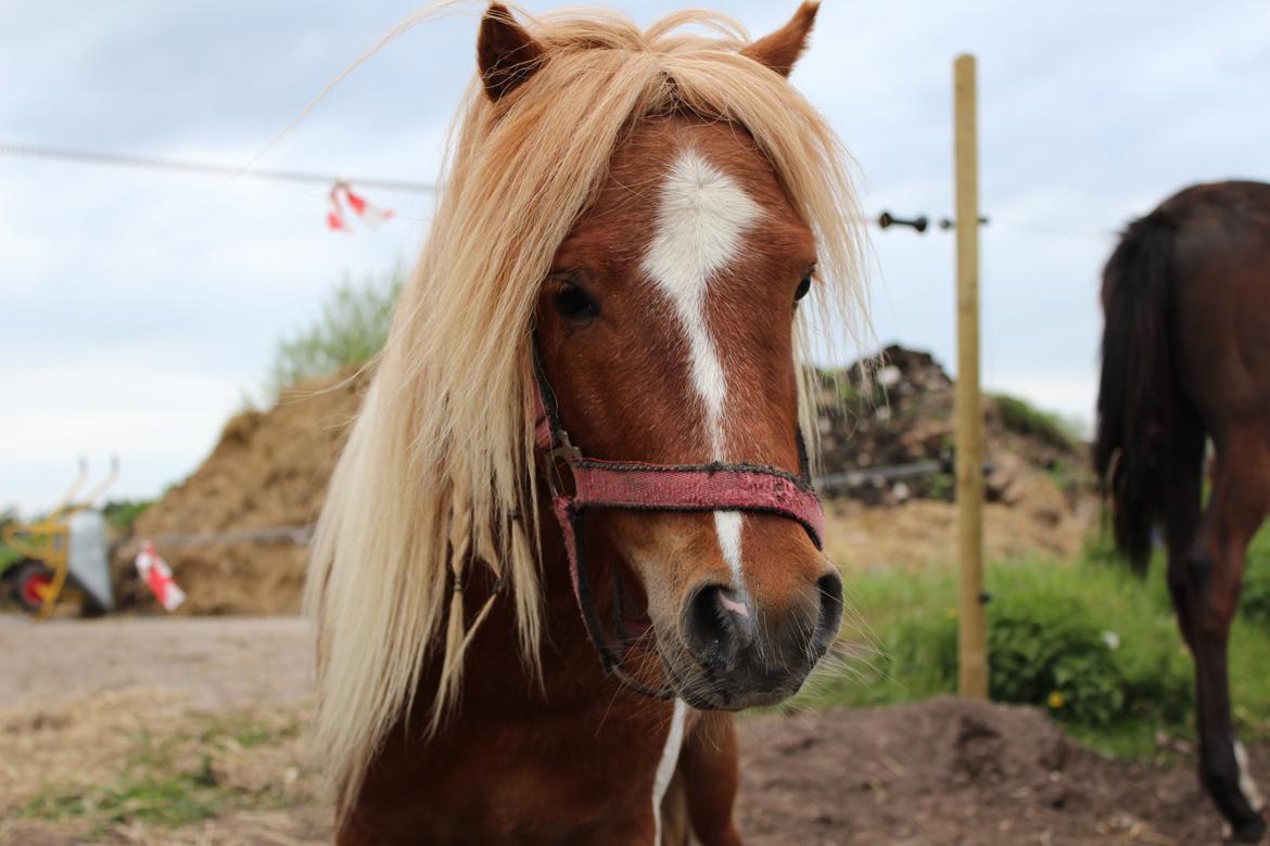 Shetlænder surprice billede 20