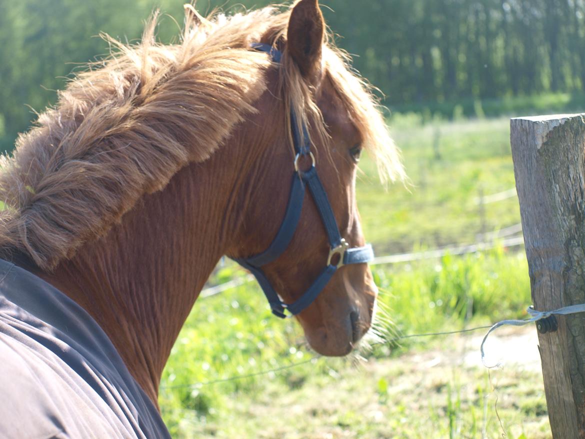 Anden særlig race Theodor billede 11