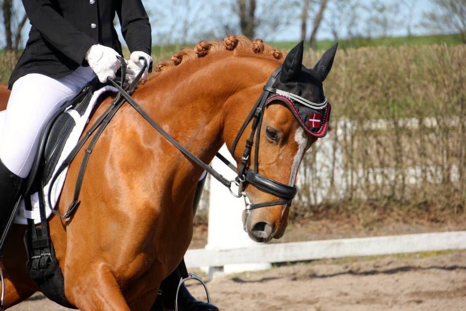 DSP Jalousi Af Stensnæs billede 18