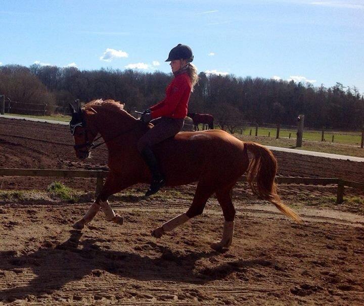 DSP Jalousi Af Stensnæs - træning, uden sadel billede 12