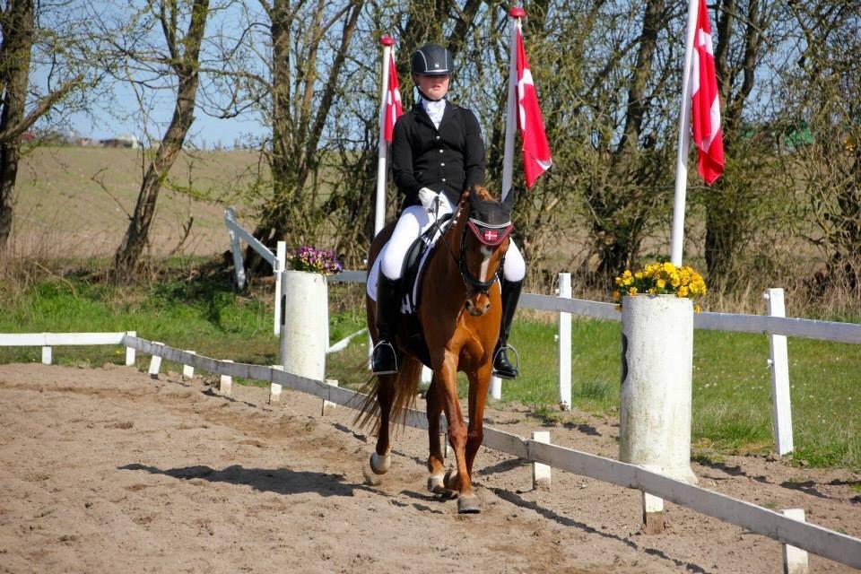 DSP Jalousi Af Stensnæs billede 15