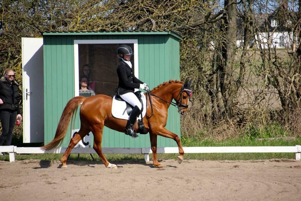 DSP Jalousi Af Stensnæs billede 14