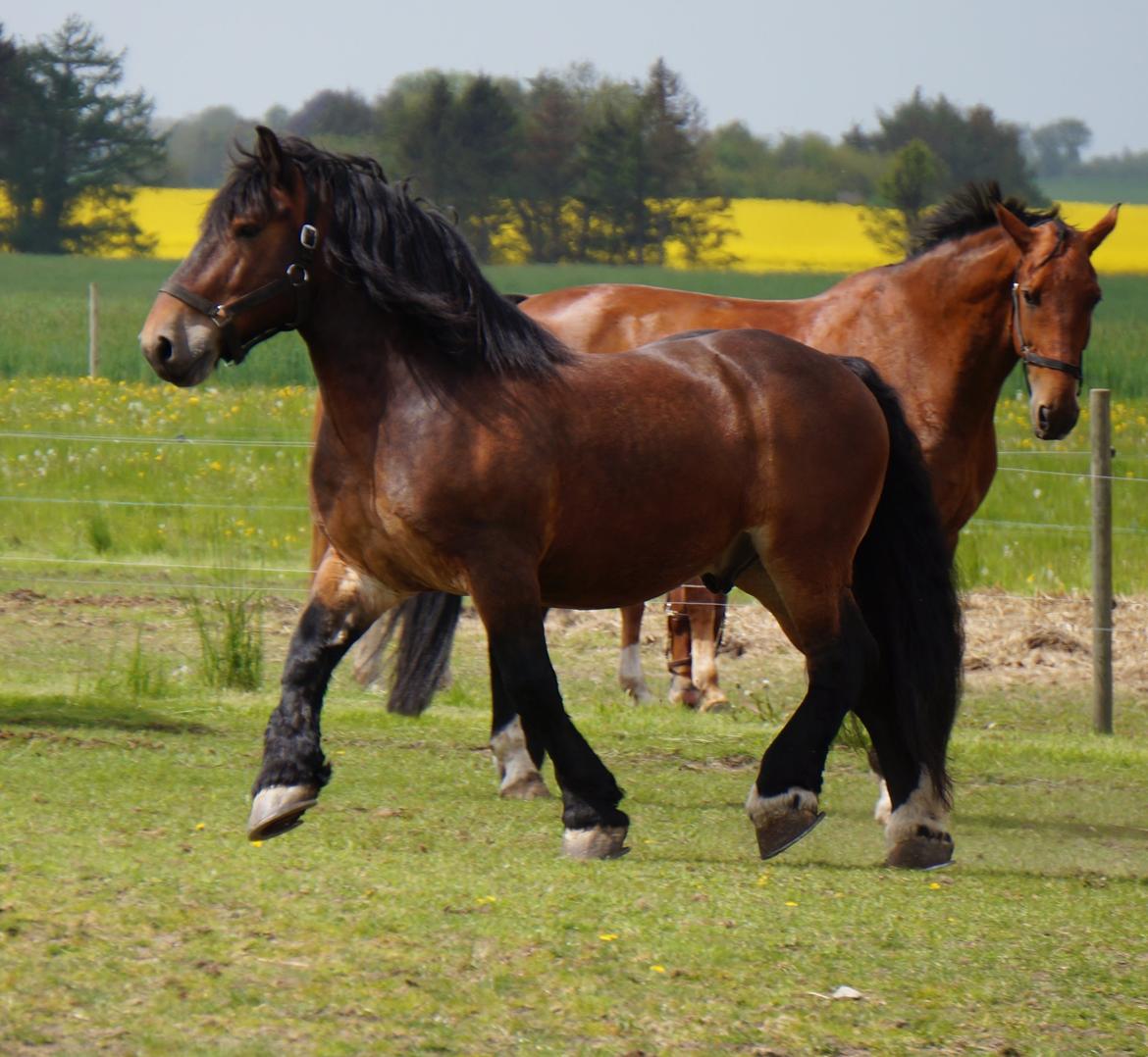 Belgier Bormosens Rollo - Min gamle dreng kan stadigvæk vise sig frem som en smuk ung mand <3 billede 18