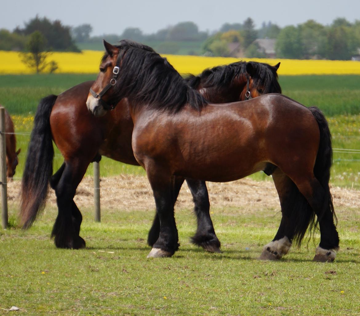 Belgier Bormosens Rollo - Mine 2 drenge siger hej til hinanden for anden gang. billede 19