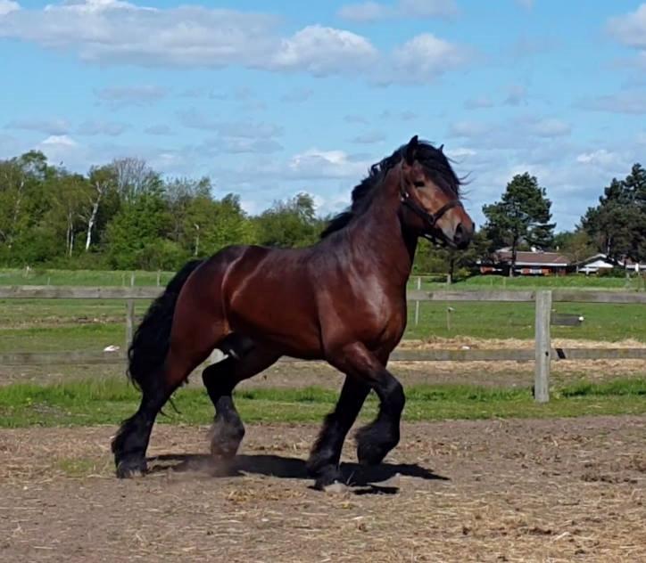 Belgier Søtoften's Hansi billede 2