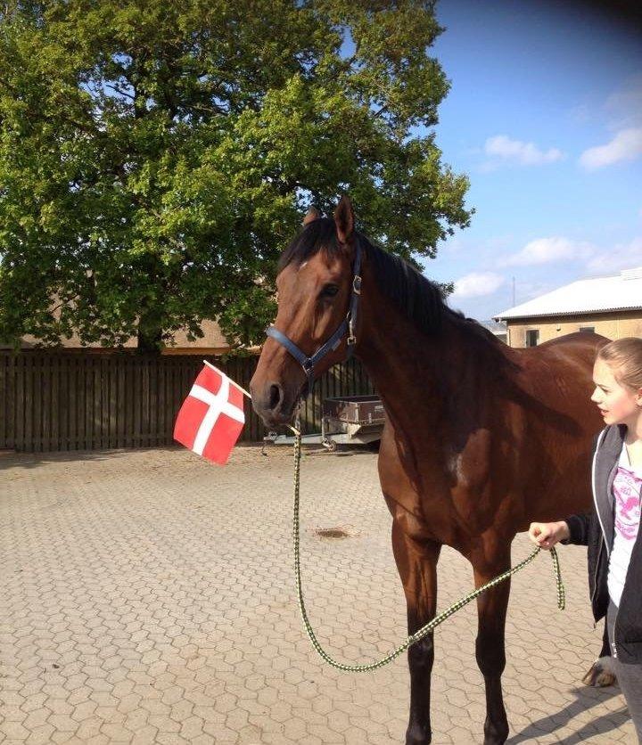 Dansk Varmblod Lareno Mandø - Larenos 8 år's fødselsdag d. 22 maj <3 billede 10